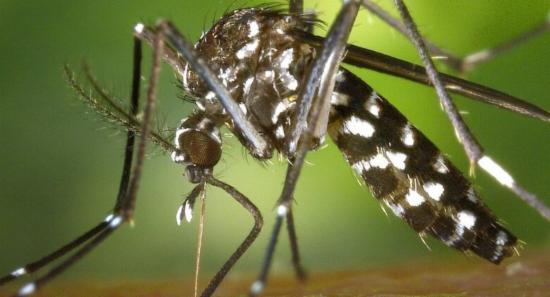 Over 92,000 Dengue Cases and 69 Deaths Reported